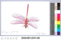 泰雅文物畫冊3-5紫紅蜻蜓藏品圖，第2張