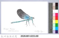 泰雅文物畫冊3-7簾格鼓蟌藏品圖，第2張