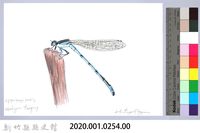 泰雅文物畫冊3-8瘦面細蟌藏品圖，第2張