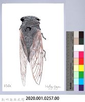 泰雅文物畫冊3-11紅脈熊蟬藏品圖，第2張