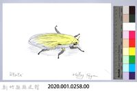 泰雅文物畫冊3-12葉蟬-1藏品圖，第2張