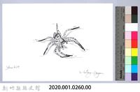 泰雅文物畫冊3-15沙地豹蛛藏品圖，第2張