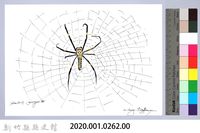 泰雅文物畫冊3-17人面蜘蛛藏品圖，第2張