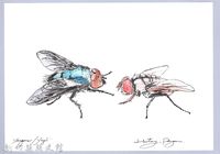 泰雅文物畫冊3-19蒼蠅-1藏品圖，第1張