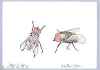 泰雅文物畫冊3-20蒼蠅-2藏品圖，第1張