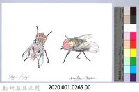 泰雅文物畫冊3-20蒼蠅-2藏品圖，第2張