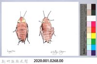 泰雅文物畫冊3-23美洲家蠊藏品圖，第2張