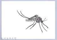 泰雅文物畫冊3-25三斑家蚊藏品圖，第1張