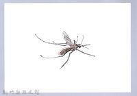 泰雅文物畫冊3-26白腹叢蚊藏品圖，第1張