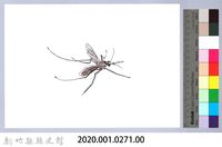 泰雅文物畫冊3-26白腹叢蚊藏品圖，第2張