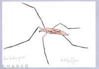 泰雅文物畫冊3-27水黽藏品圖，第1張