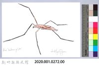泰雅文物畫冊3-27水黽藏品圖，第2張