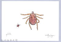 泰雅文物畫冊3-28硬蜱藏品圖，第1張