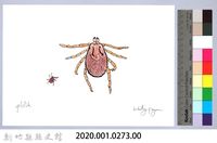 泰雅文物畫冊3-28硬蜱藏品圖，第2張