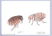 泰雅文物畫冊3-34跳蚤藏品圖，第1張