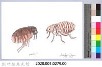 泰雅文物畫冊3-34跳蚤藏品圖，第2張