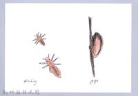 泰雅文物畫冊3-37頭蝨-3藏品圖，第1張