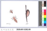 泰雅文物畫冊3-37頭蝨-3藏品圖，第2張