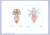 泰雅文物畫冊3-38頭蝨-4藏品圖，第1張