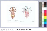 泰雅文物畫冊3-38頭蝨-4藏品圖，第2張