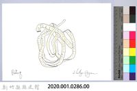 泰雅文物畫冊3-41條蟲-2藏品圖，第2張