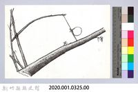 狩獵用具漁用-37飛鼠陷阱藏品圖，第2張