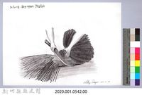 黑帶巴彥畫冊-25穀類收割3：切除小米莖藏品圖，第2張