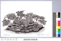 黑帶巴彥畫冊-65作物耕種：南瓜藏品圖，第2張