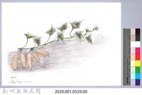 黑帶巴彥畫冊-66作物耕種：甘藷藏品圖，第2張