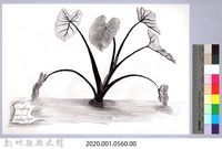 黑帶巴彥畫冊-67作物耕種：芋頭藏品圖，第2張