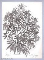 黑帶巴彥畫冊-69作物耕種：樹豆藏品圖，第1張