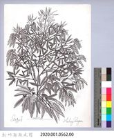 黑帶巴彥畫冊-69作物耕種：樹豆藏品圖，第2張