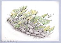 黑帶巴彥畫冊-71作物耕種：瓠瓜藏品圖，第1張