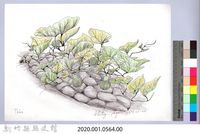 黑帶巴彥畫冊-71作物耕種：瓠瓜藏品圖，第2張