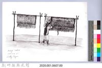 黑帶巴彥畫冊-61採收苧麻4：曬苧麻纖維藏品圖，第2張