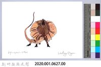 泰雅文物畫冊1-151傘蜥蜴藏品圖，第2張