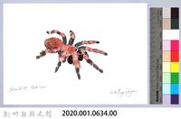 泰雅文物畫冊3-14墨西哥紅膝頭藏品圖，第2張