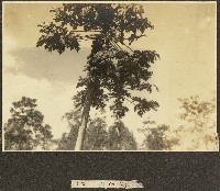 常夏海南島風景照藏品圖，第1張