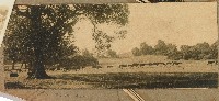 劉興熙日本遊學參訪奈良公園照片藏品圖，第1張