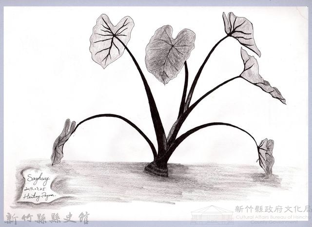 黑帶巴彥畫冊-67作物耕種：芋頭藏品圖，第1張