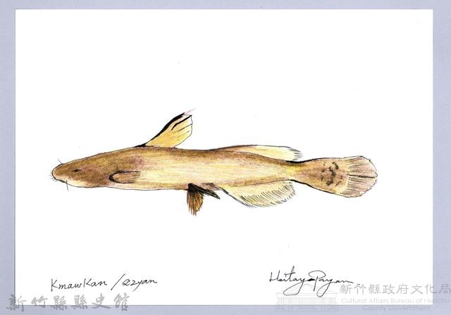 泰雅文物畫冊1-88鯰魚-1藏品圖，第1張
