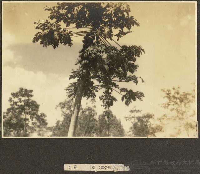 常夏海南島風景照藏品圖，第1張