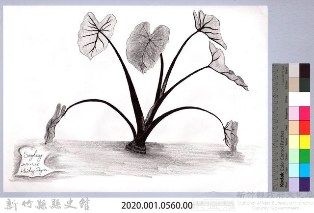 黑帶巴彥畫冊-67作物耕種：芋頭藏品圖，第2張