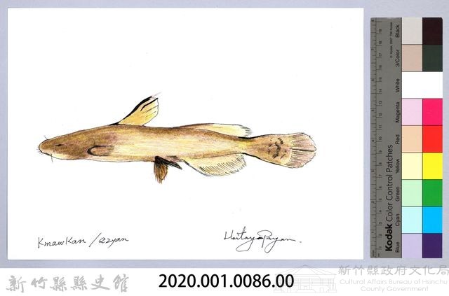 泰雅文物畫冊1-88鯰魚-1藏品圖，第2張