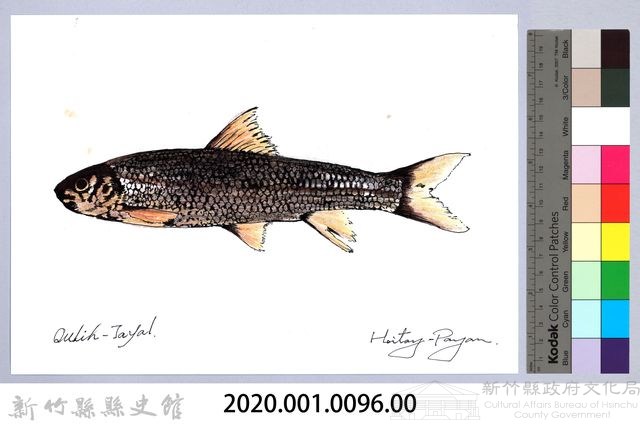 泰雅文物畫冊1-98台灣鏟頷魚藏品圖，第2張
