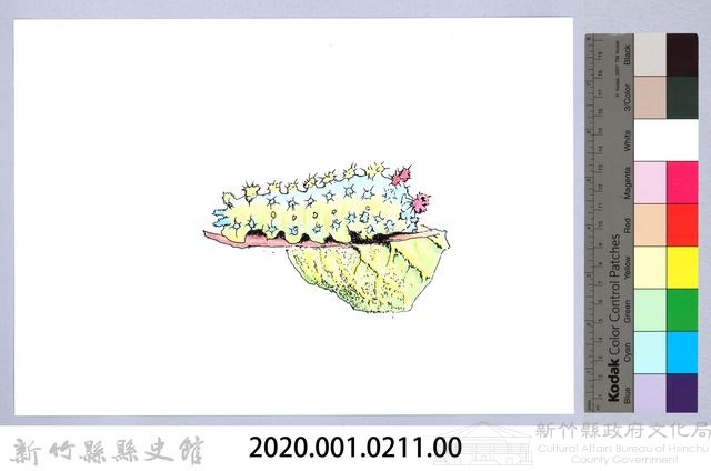泰雅文物畫冊2-23三色刺蛾幼蟲藏品圖，第2張