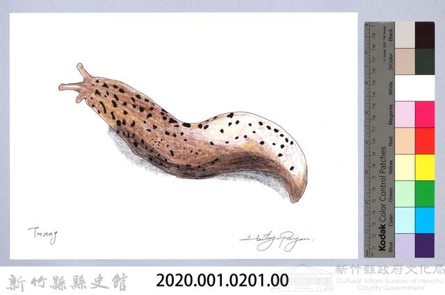 泰雅文物畫冊2-13山蛞蝓藏品圖，第2張
