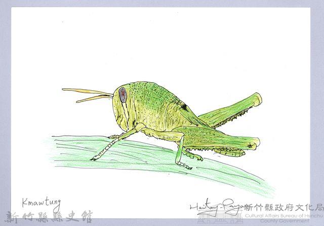 泰雅文物畫冊1-181台灣大蝗（若蟲階段）-1藏品圖，第1張