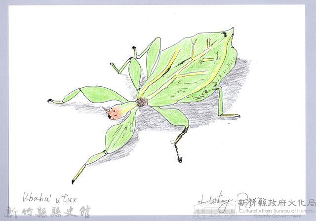 泰雅文物畫冊2-3綠大齒螳藏品圖，第1張