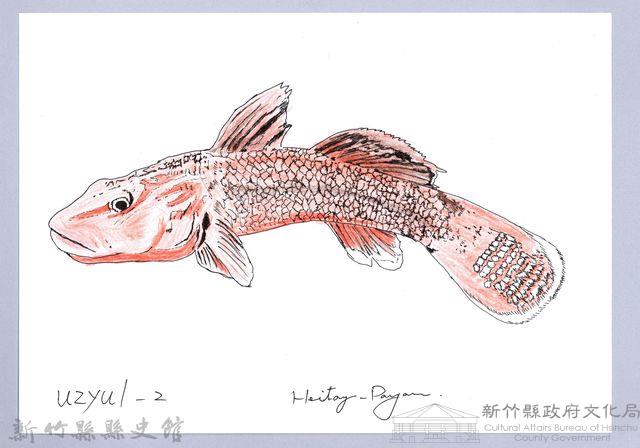 泰雅文物畫冊1-94短吻紅斑吻鰕虎藏品圖，第1張